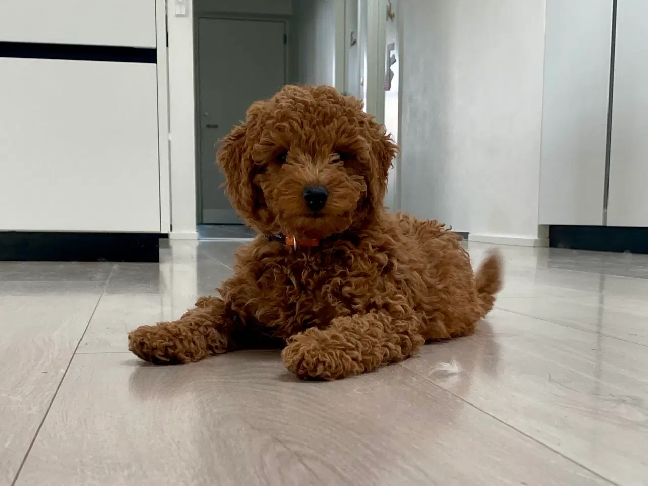 Billede 12 -  1 smuk mini Goldendoodle tilbage, doodle hvalpe