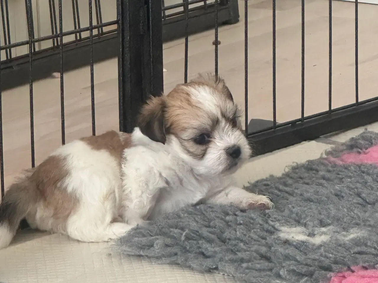 Billede 3 - Carla - Lhasa apso