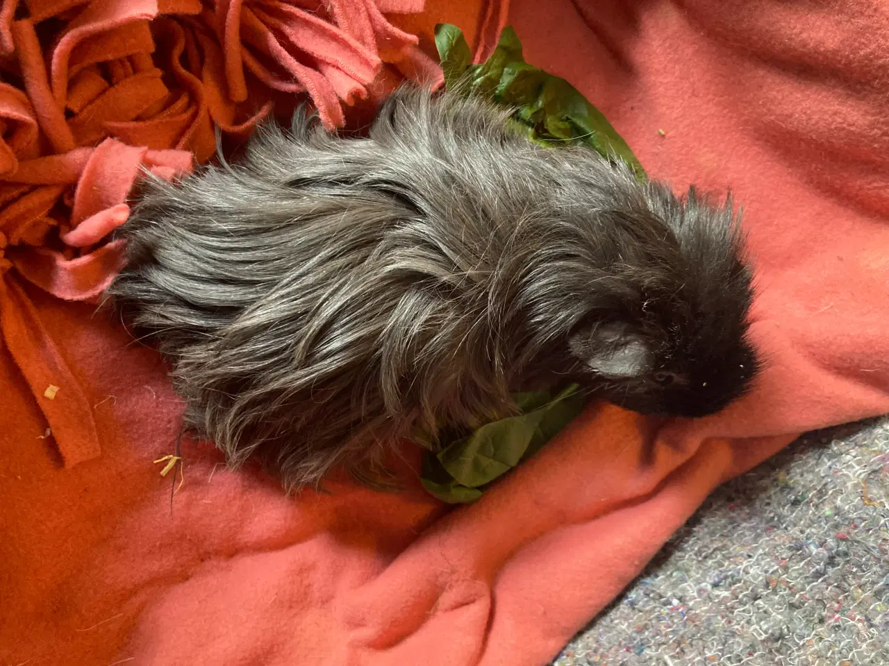 Billede 3 - Sheltie Marsvin pige søger nyt hjem