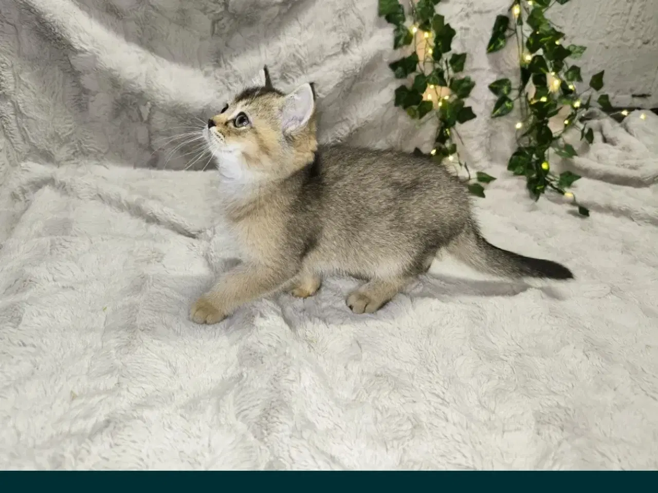 Billede 5 - British shorthair Chinchila ny25 !