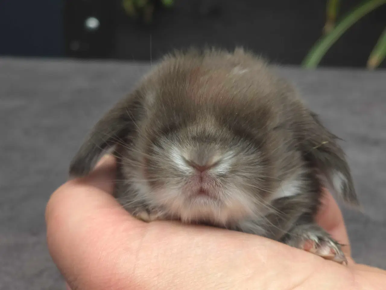 Billede 4 - Minilops unger