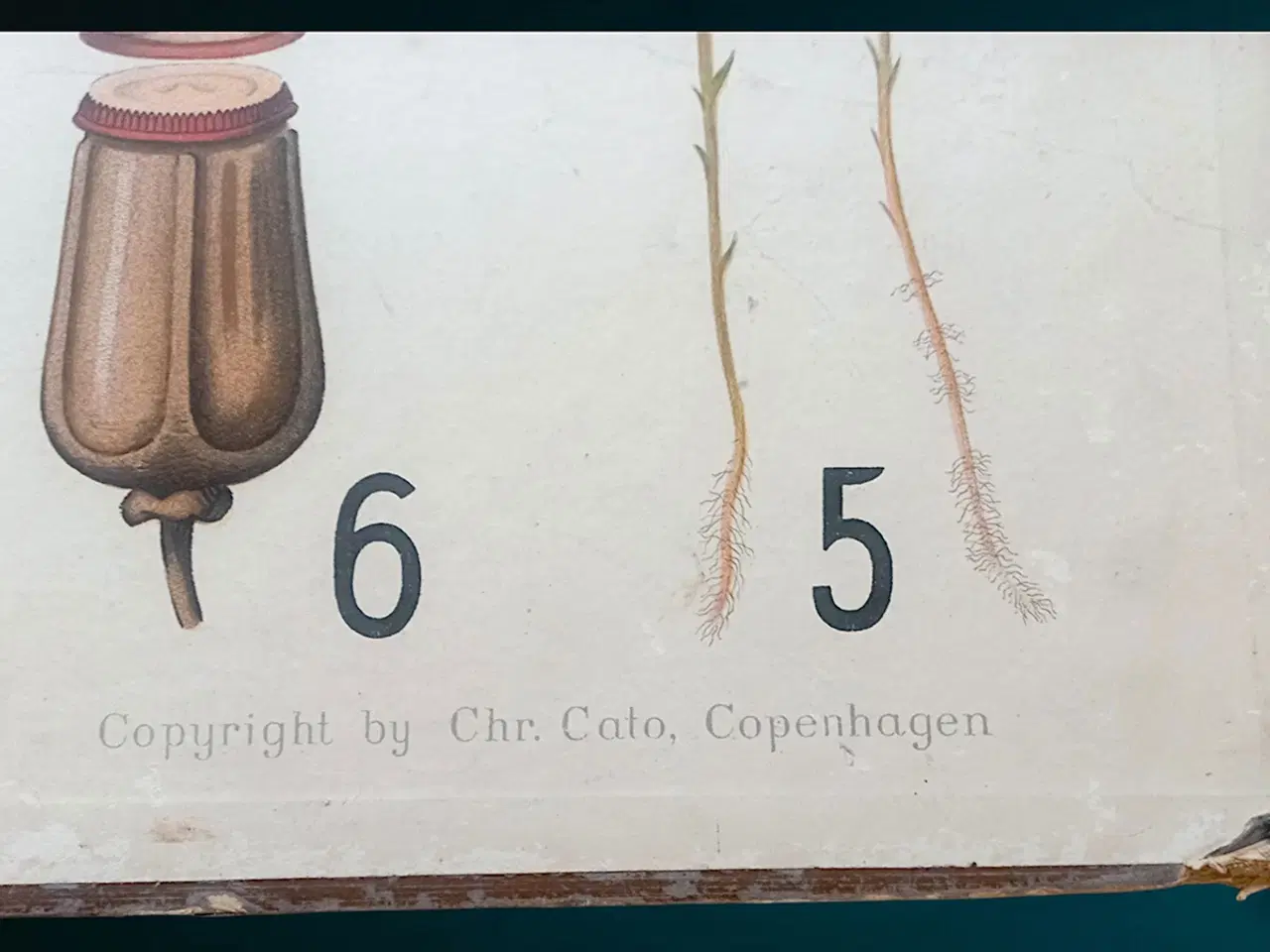 Billede 4 - Antik skoleplanche 1902 – tosidet botanisk