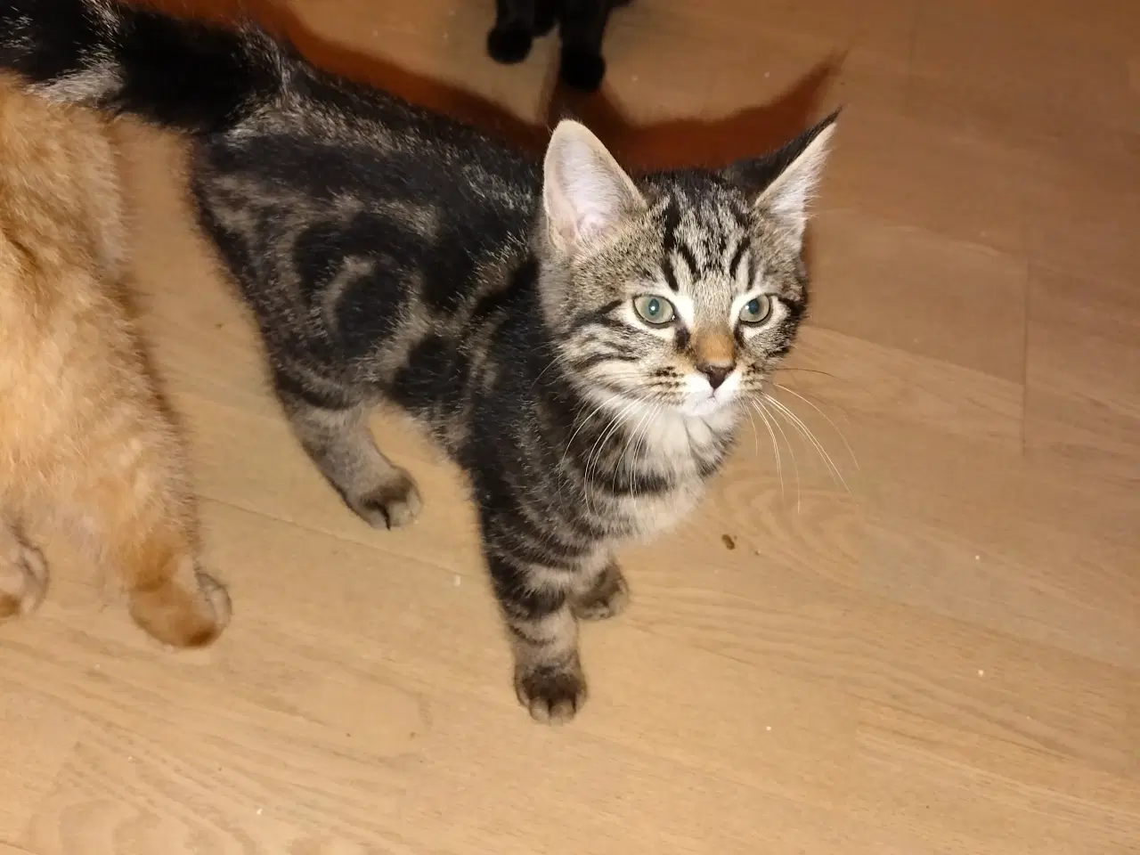 Billede 2 - Killinger - mainecoon/ hellig birma 