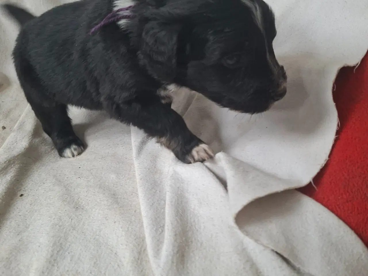 Billede 2 - Skøn familie hund blanding 