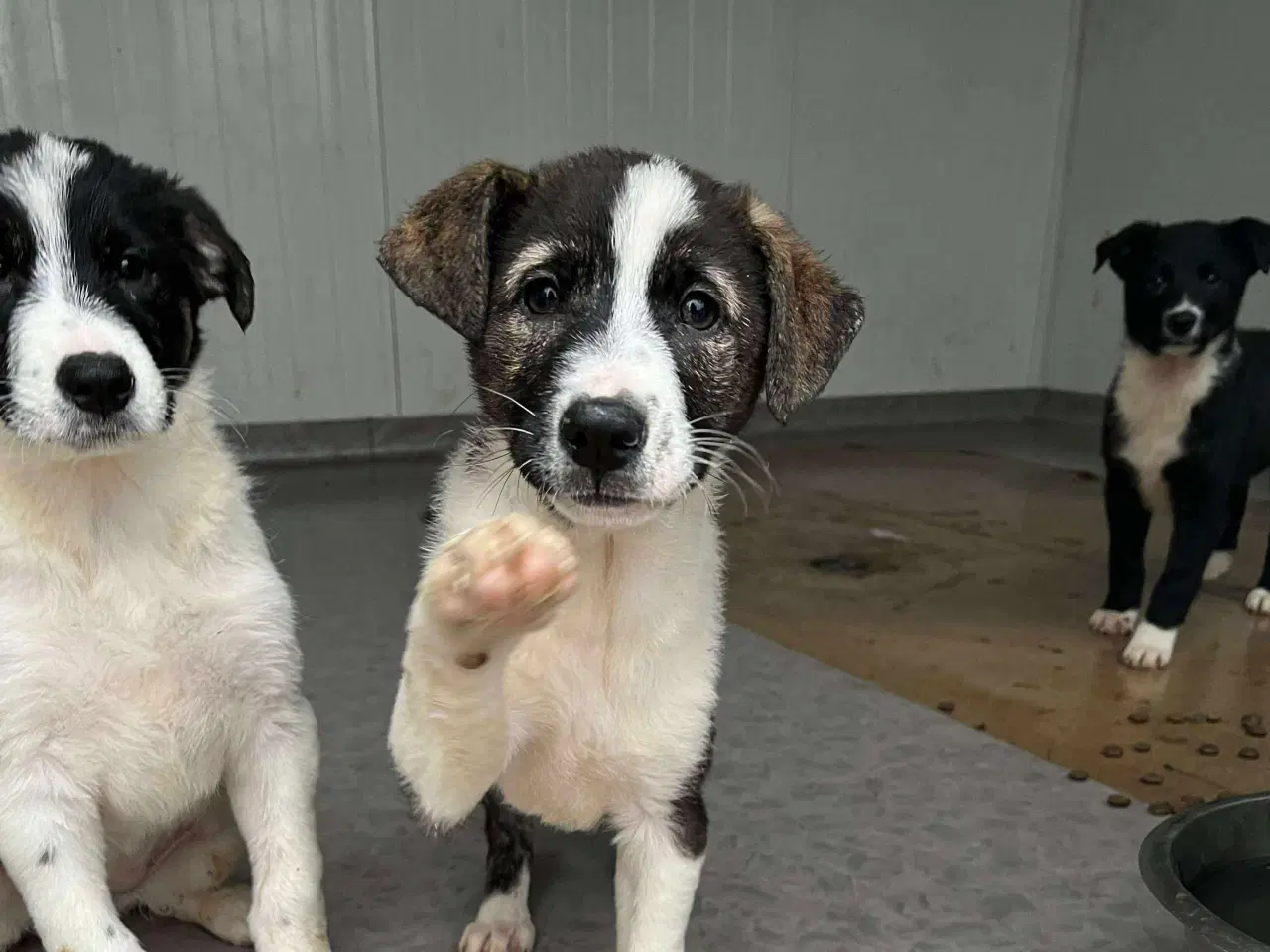 Billede 1 - Smukke Tora søger hjem 