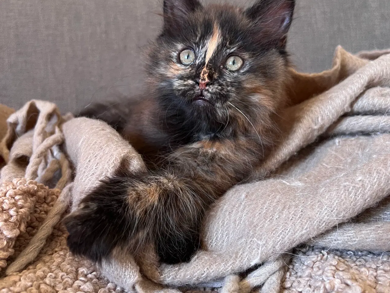 Billede 3 - Maine coon killing