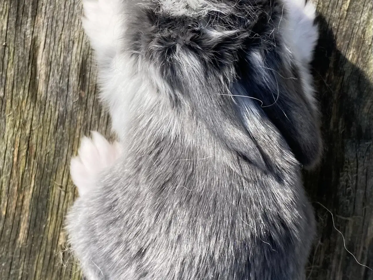 Billede 5 - FRANSK VÆDDER HUN BLÅ KAPPETEGNET