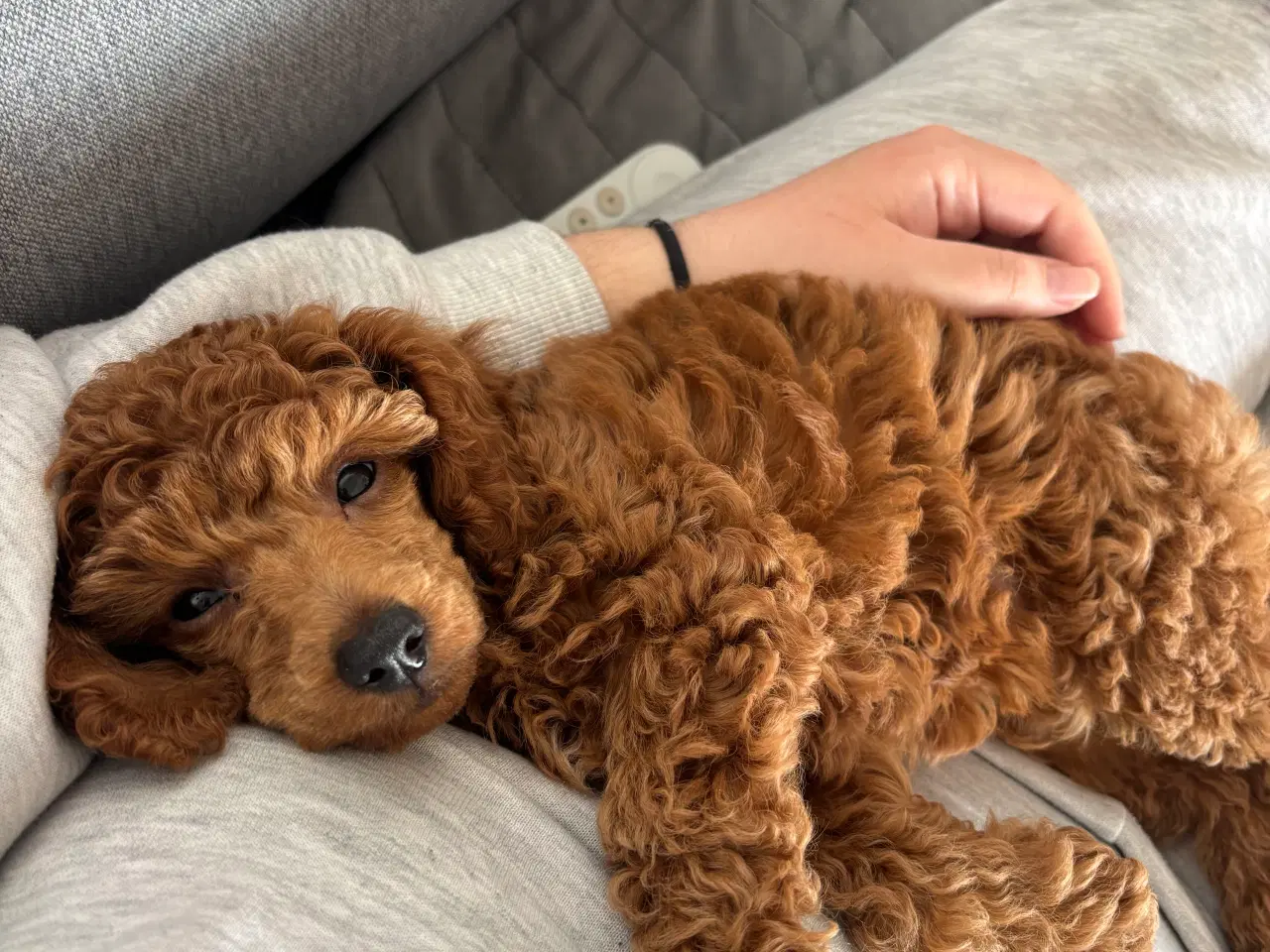 Billede 10 - 9 uger gammel dværg puddel tæve søger nyt hjem