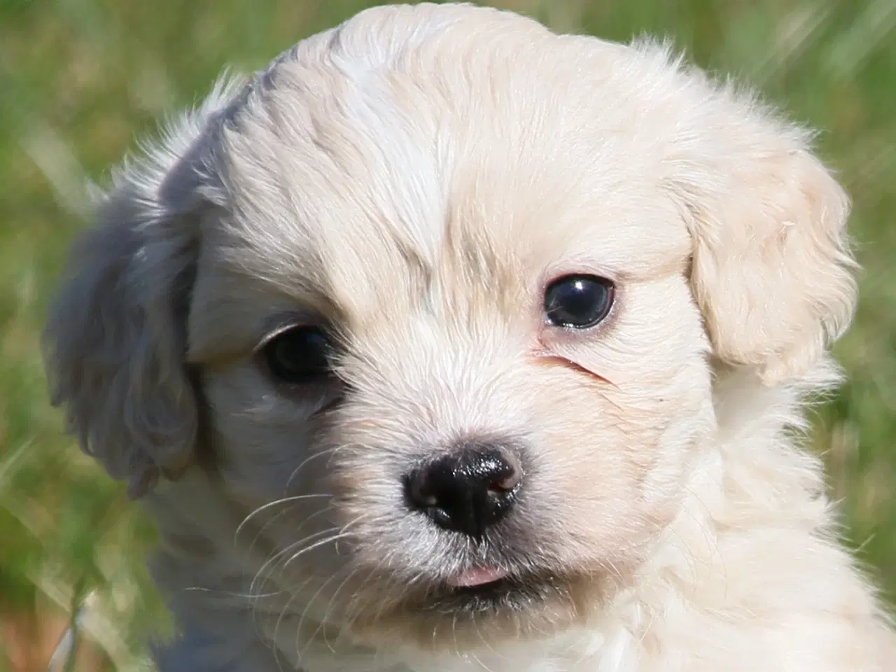 Billede 10 - Bichon havanais