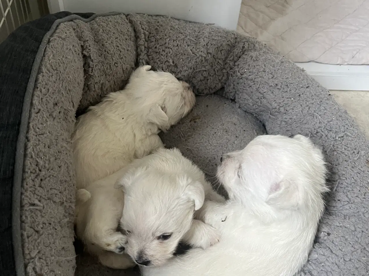 Billede 3 - Skønne Westie / West highland White terrier
