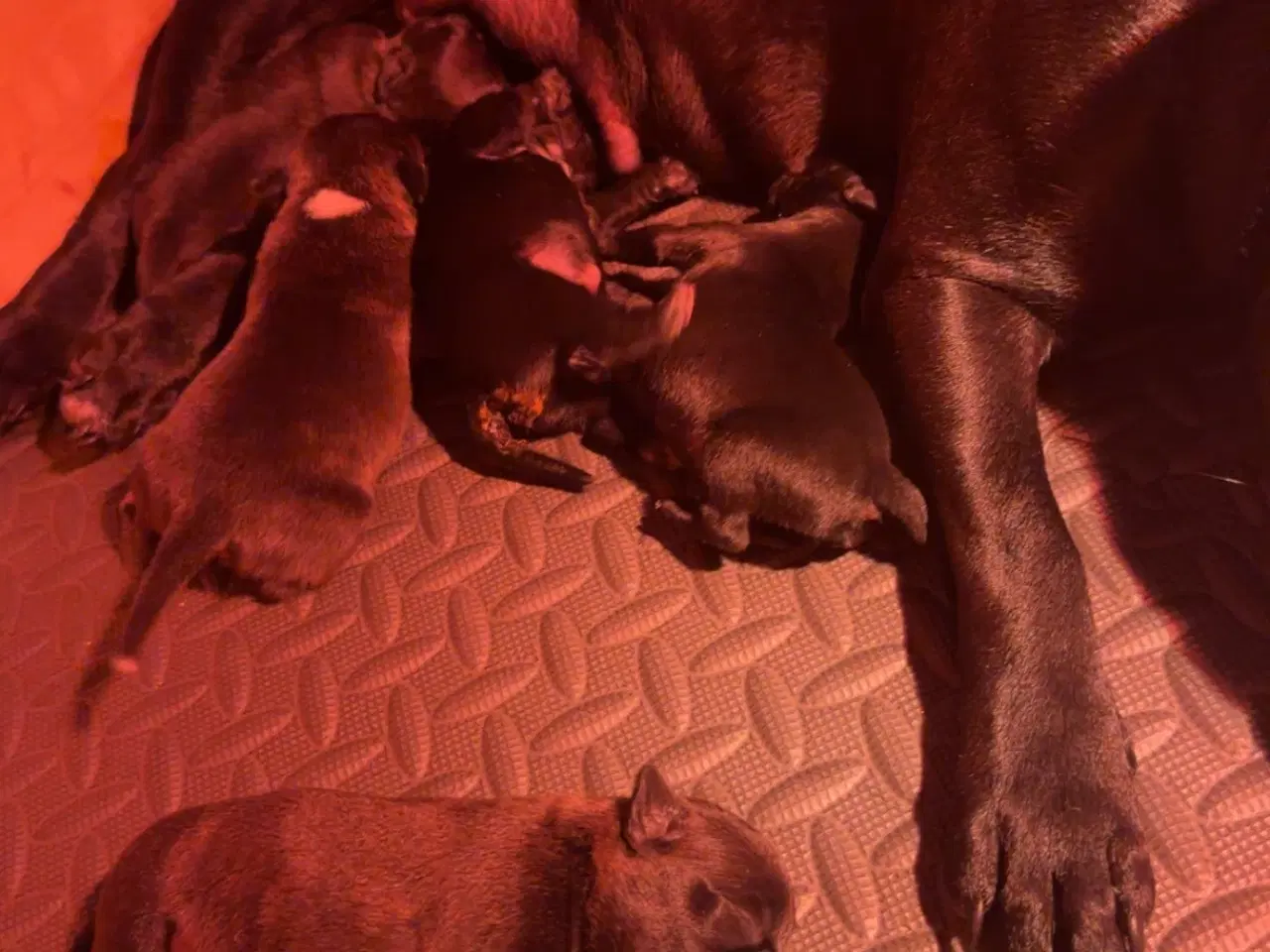 Billede 1 - Staffordshire Bull Terrier Hvalpe