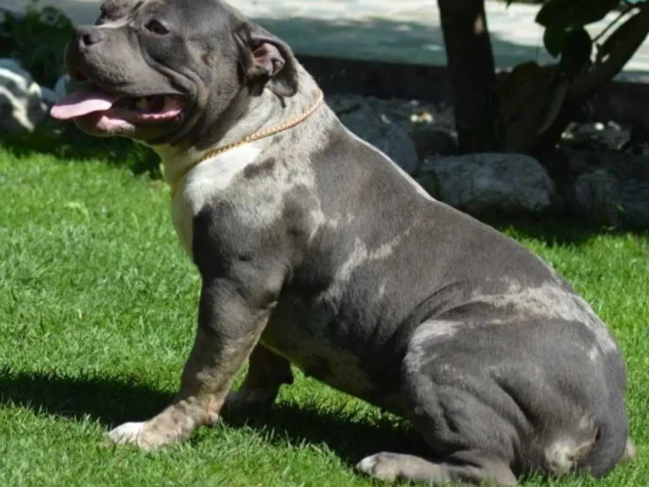 Billede 12 - American Bully 
