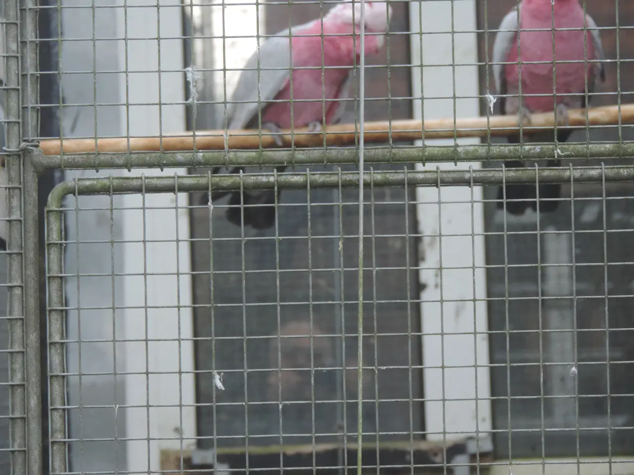 Billede 2 - Sælger 1 avlspar Rosa Kakadu.