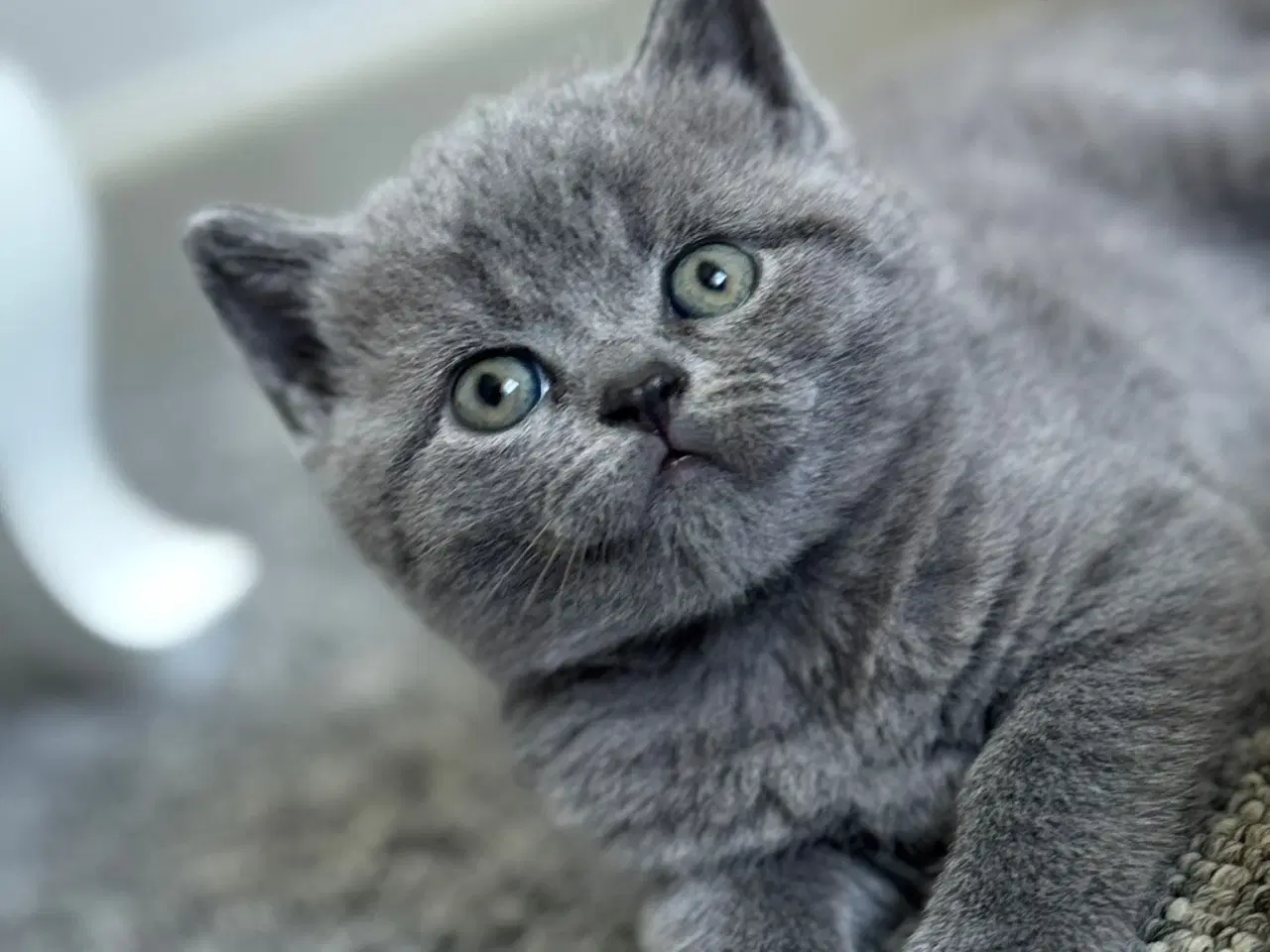 Billede 2 - Dyre kat 