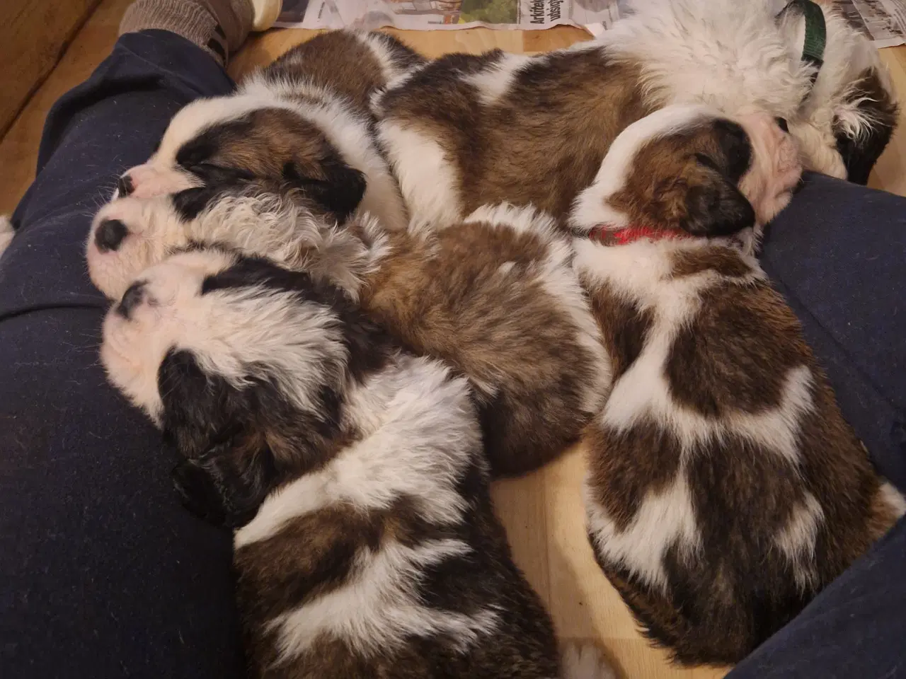 Billede 19 - 9 sankt bernhard hvalpe søg nyt hjem