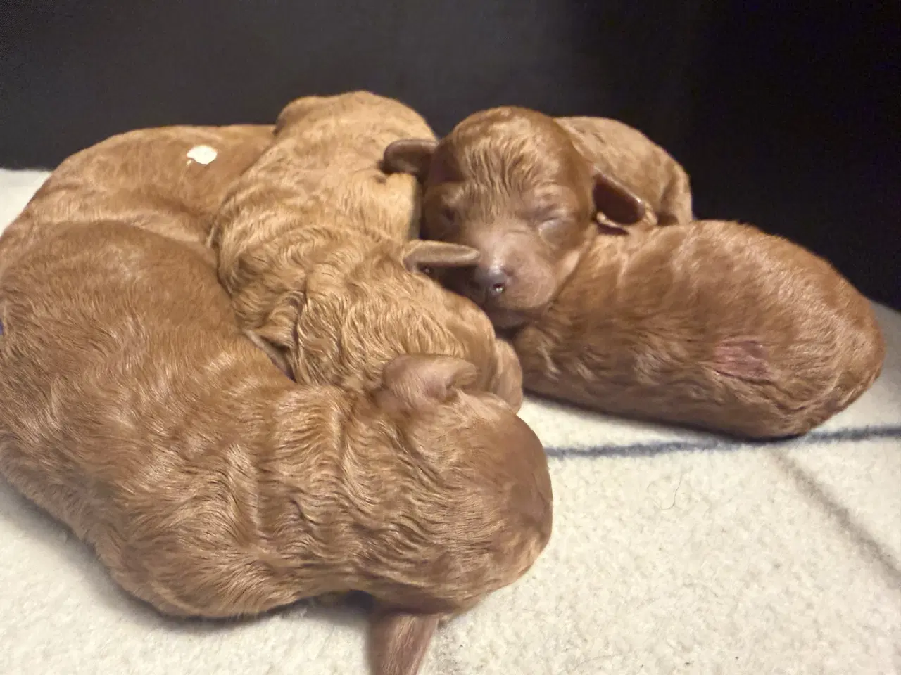 Billede 10 - 🐾maltipoo miniature 🩷februar 💙marts 🐾