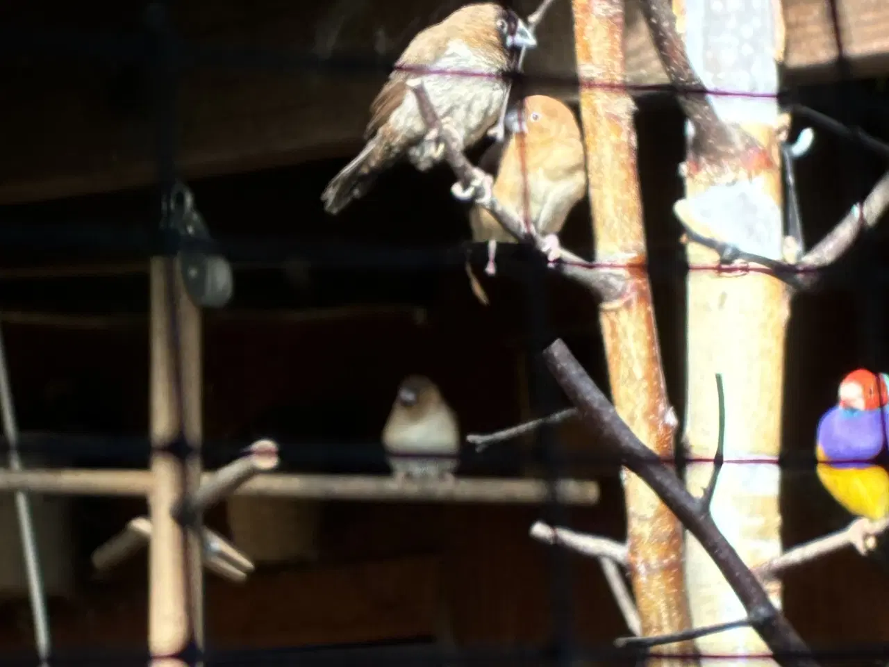 Billede 3 - Mågefinker