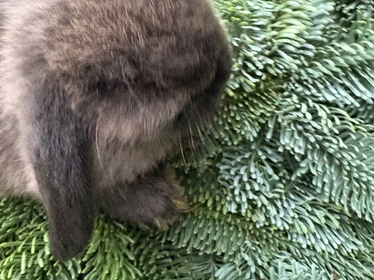 Billede 3 - Minilops han