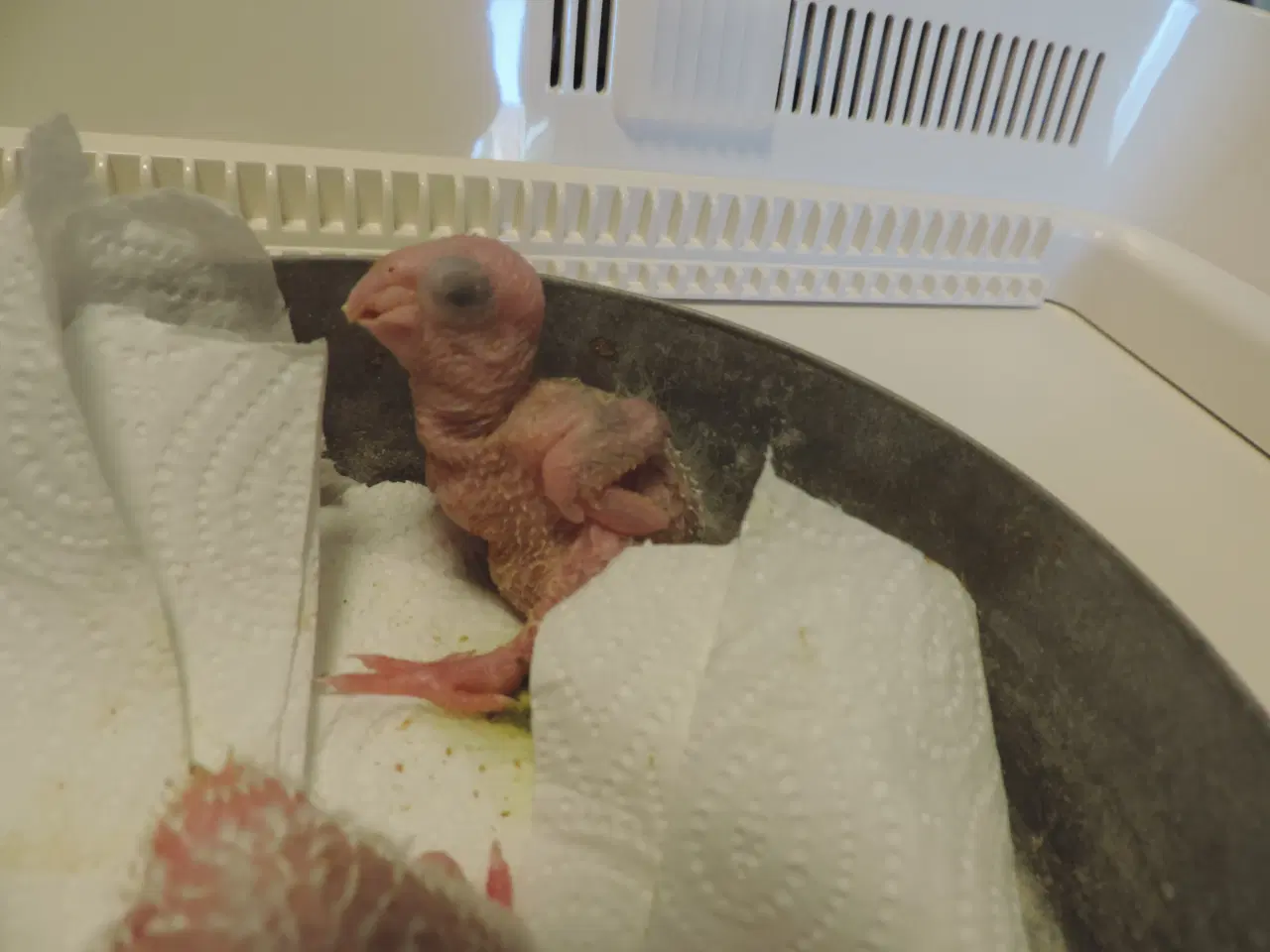 Billede 2 - Conurer til håndopmadning.