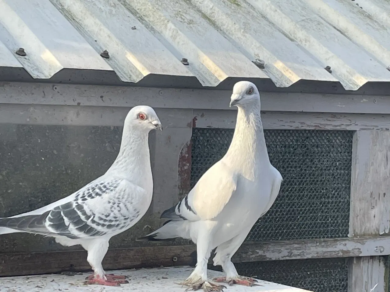 Billede 3 - Raceduer 