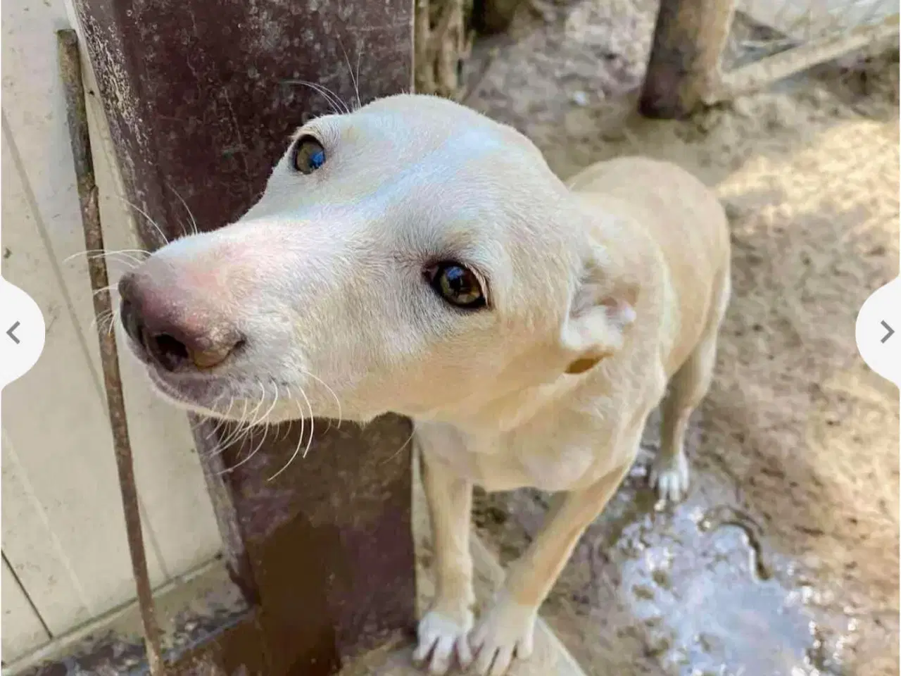 Billede 6 - Vidunderlige Lotus søger sin helt egen familie 🥰
