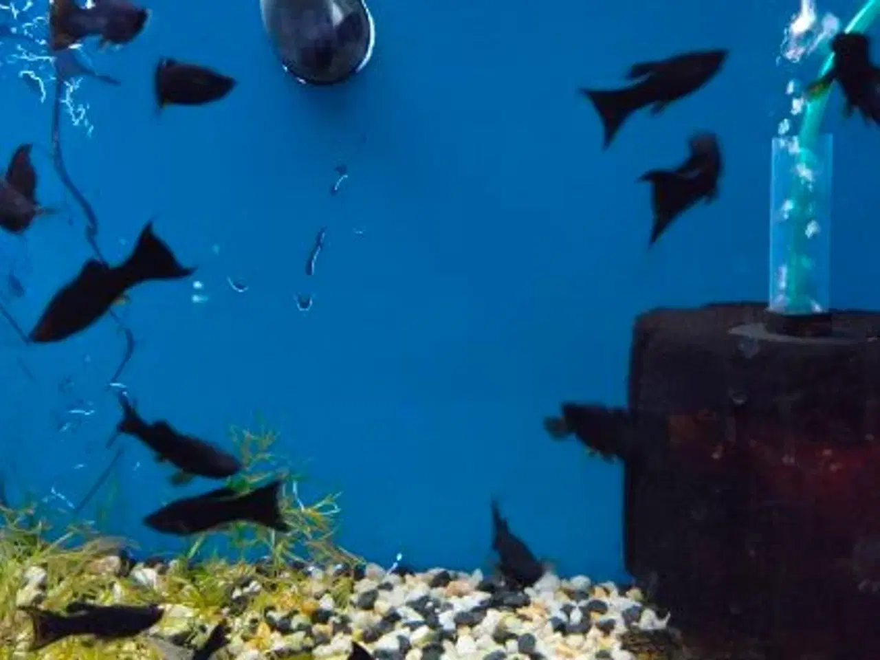 Billede 5 - 🖤🐠 SORTE MOLLY TIL SALG 🐠🖤