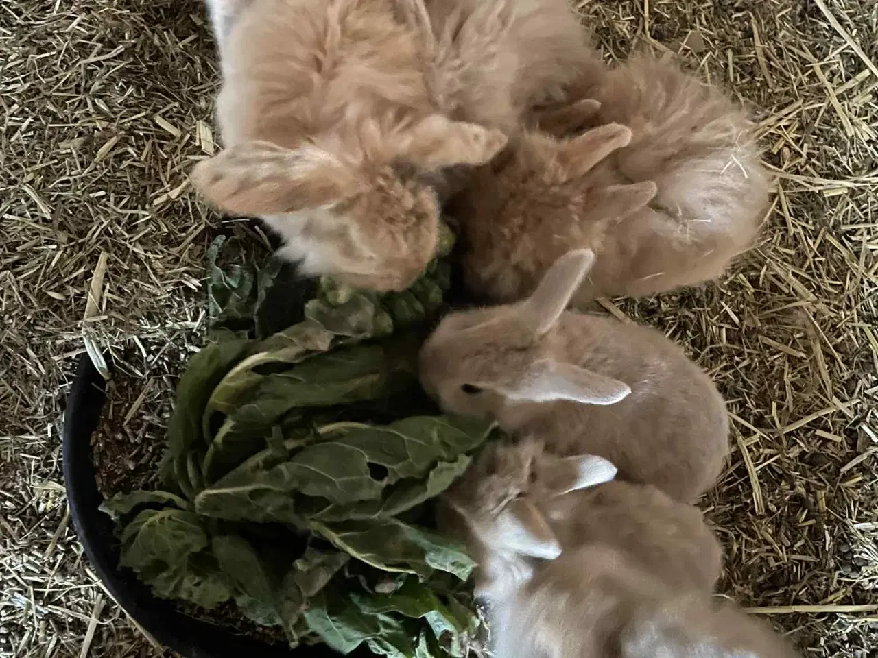 Billede 5 - Kanin unger sælges