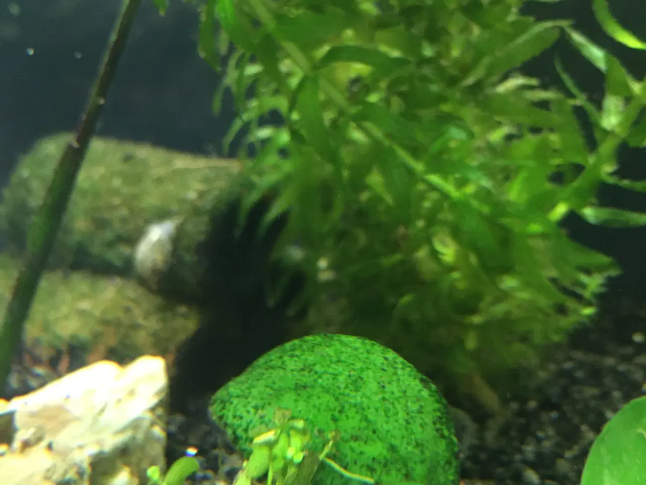 Billede 10 - Sommerfugle cichlide