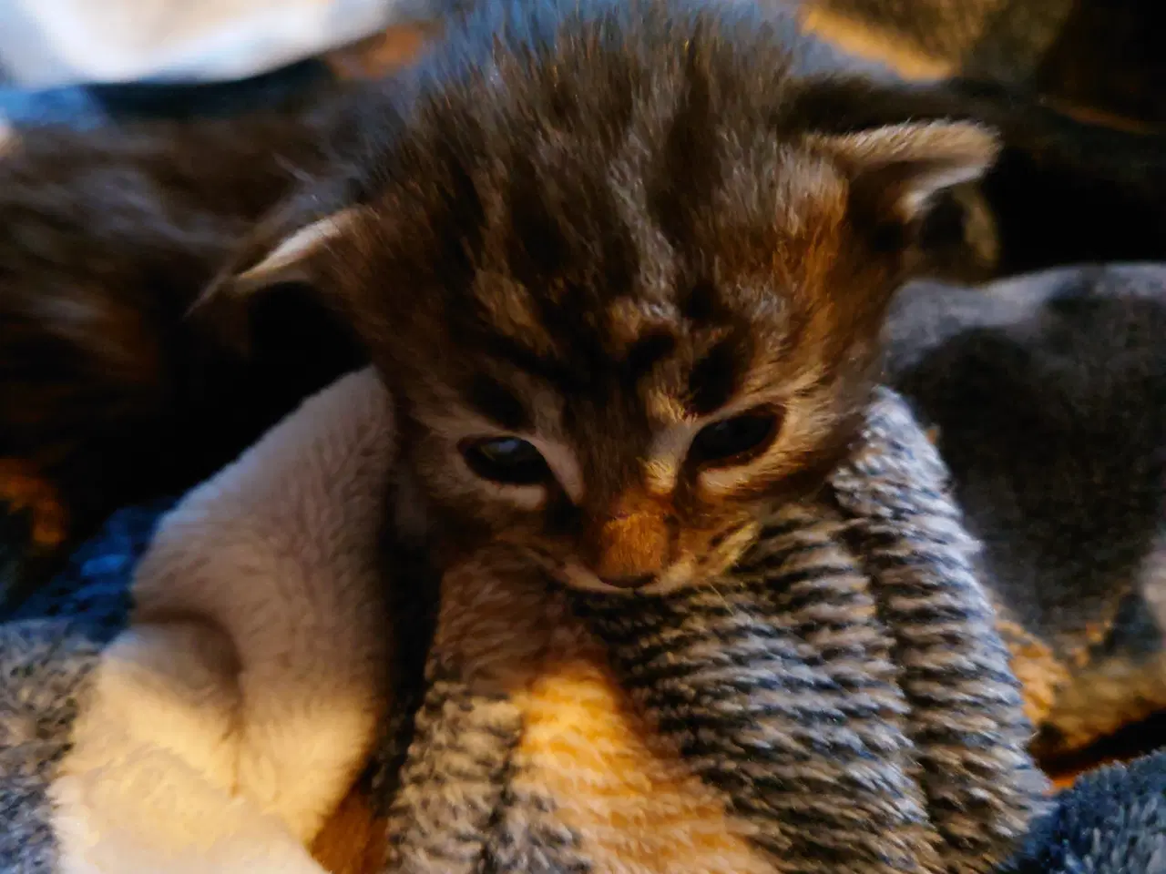 Billede 3 - Maine coon killing Far med tavle