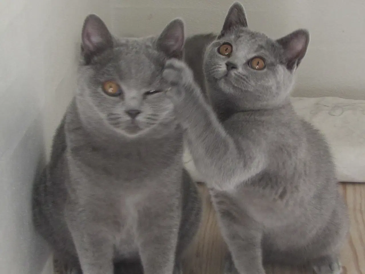 Billede 2 - DK Færge`s Bente efter gamle klassiske  blå linjer