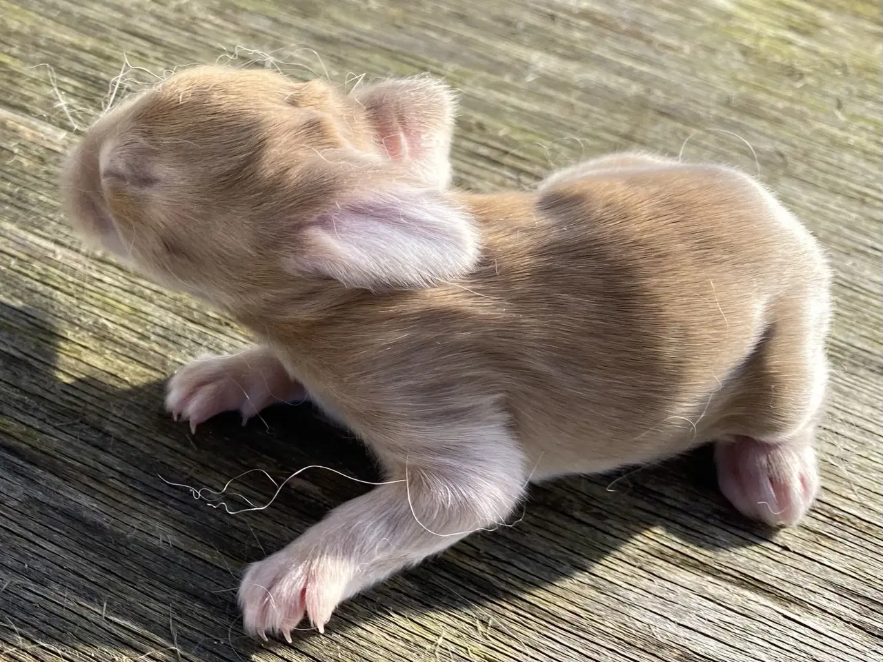 Billede 4 - FRANSK VÆDDER HAN GUL