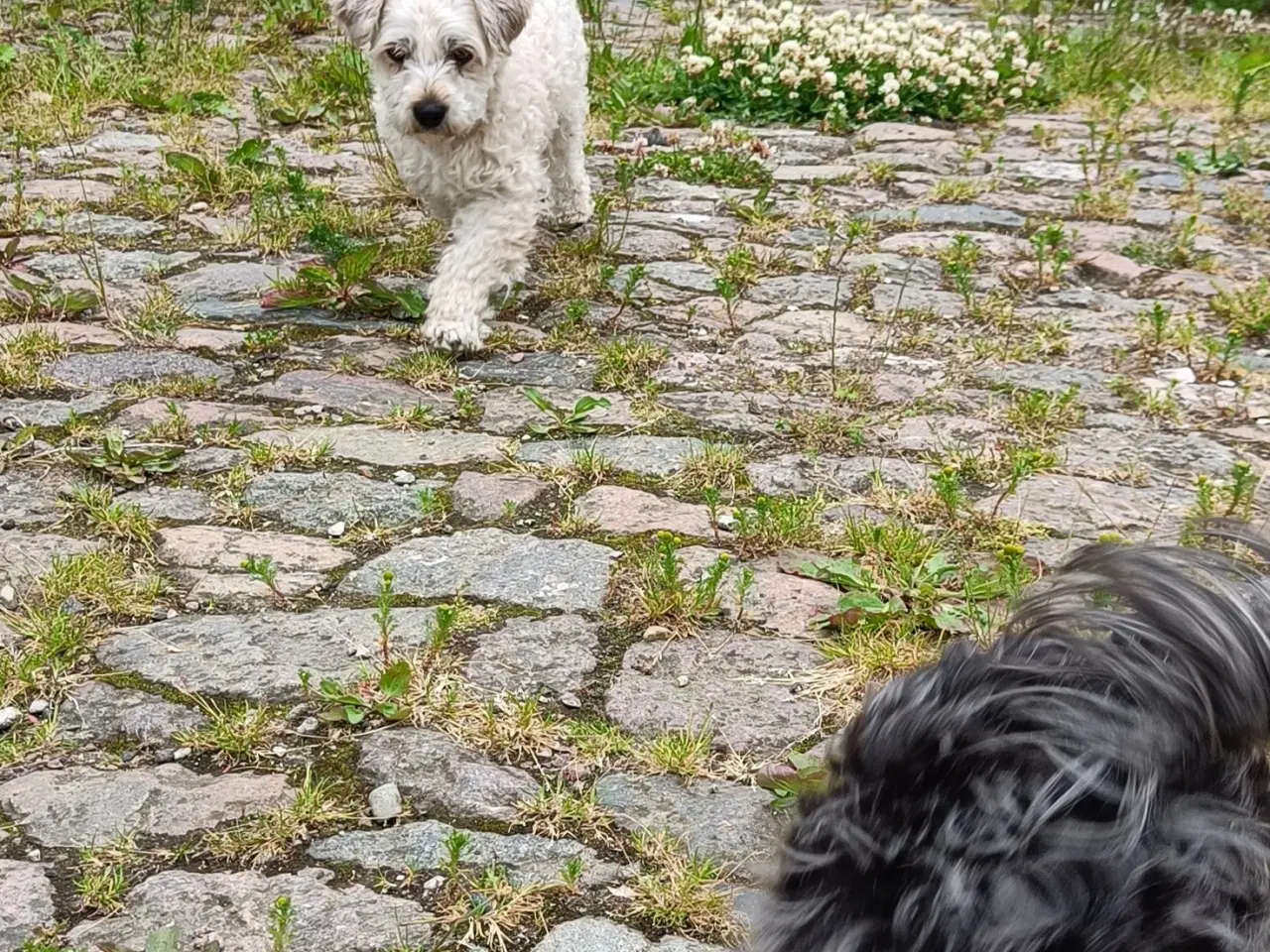 Billede 5 - Bichon Havanais hvalpe