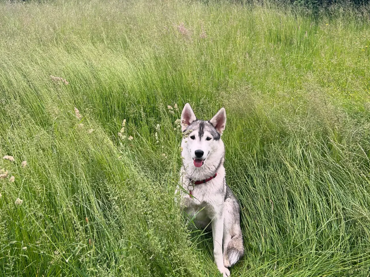 Billede 3 - Sød husky tæve 