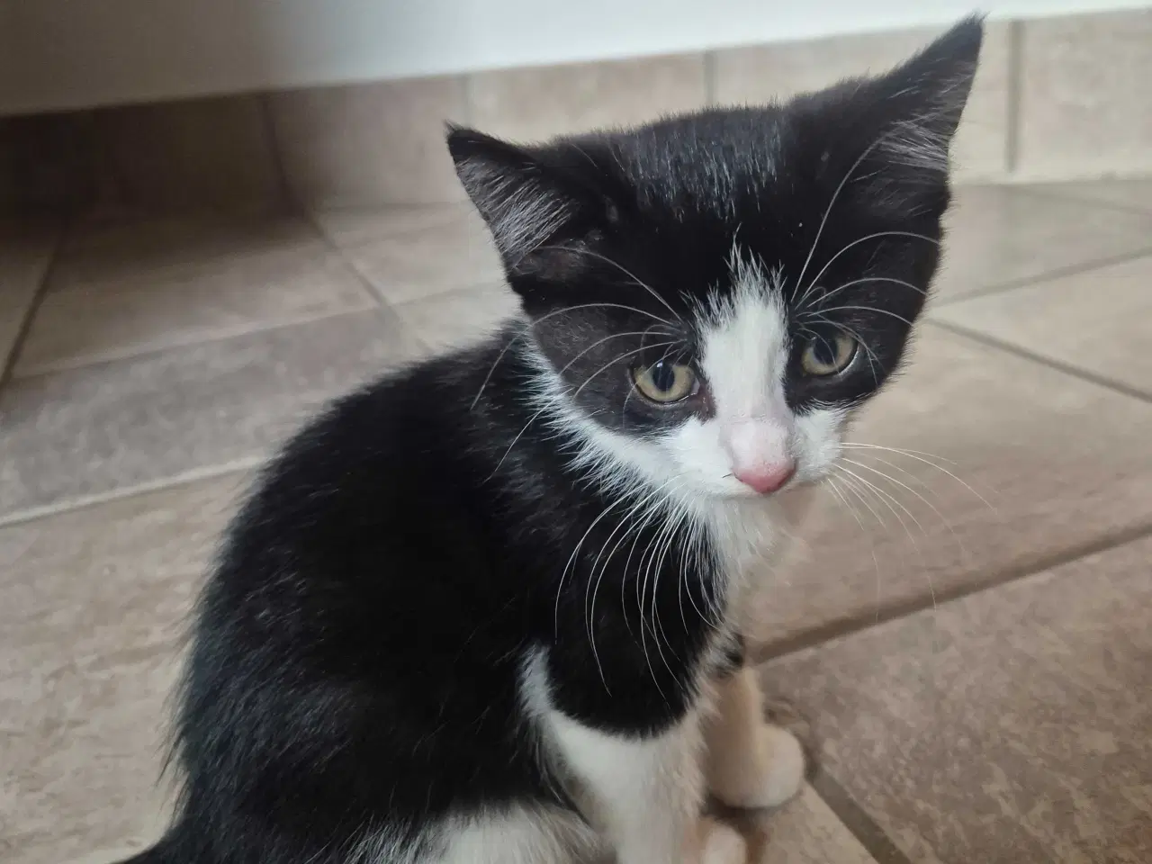 Billede 3 - Kattekilling, hun, 12 uge, sort/hvid