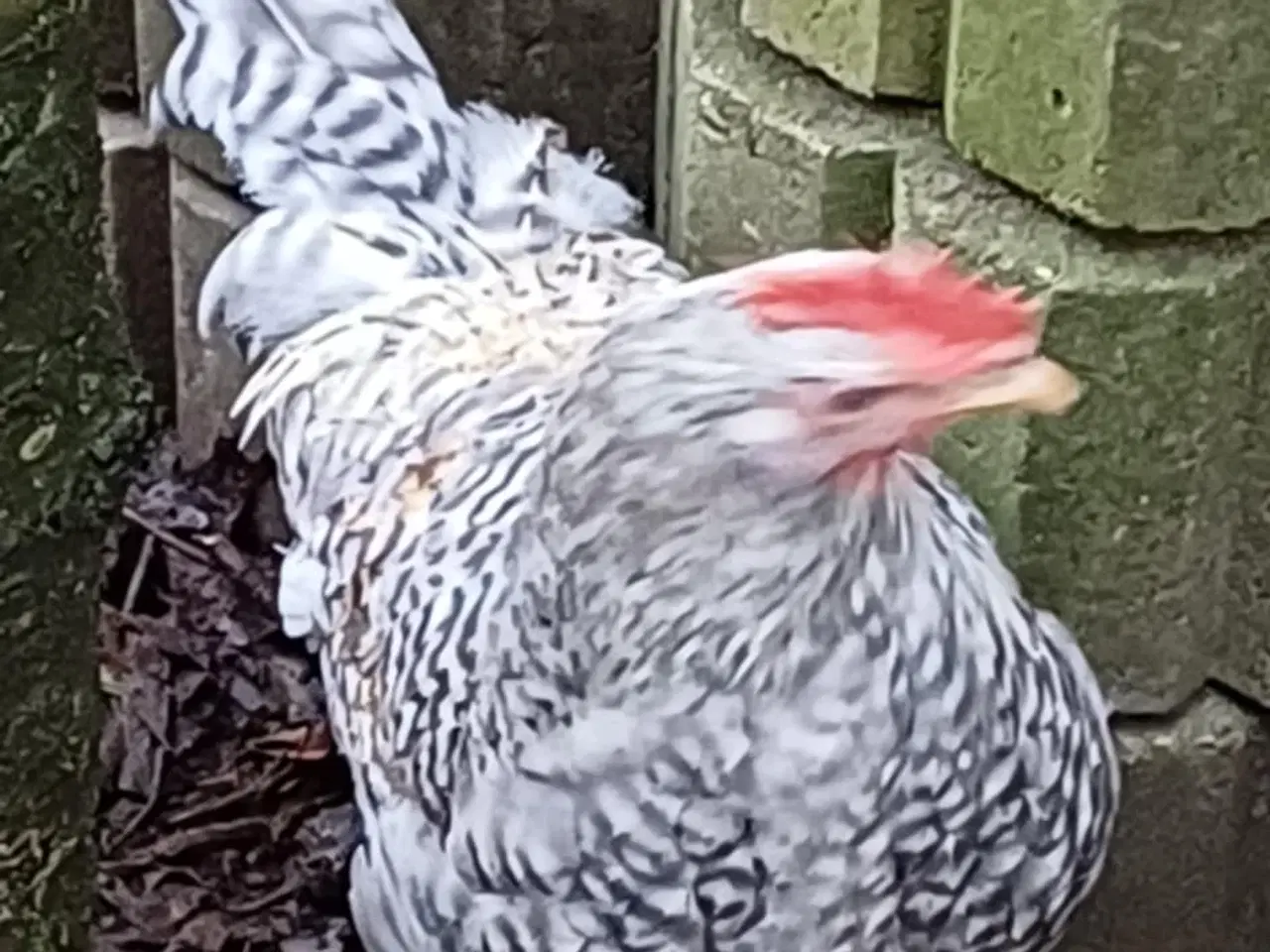 Billede 4 - Bielefelder/Legbar/Grønlægger