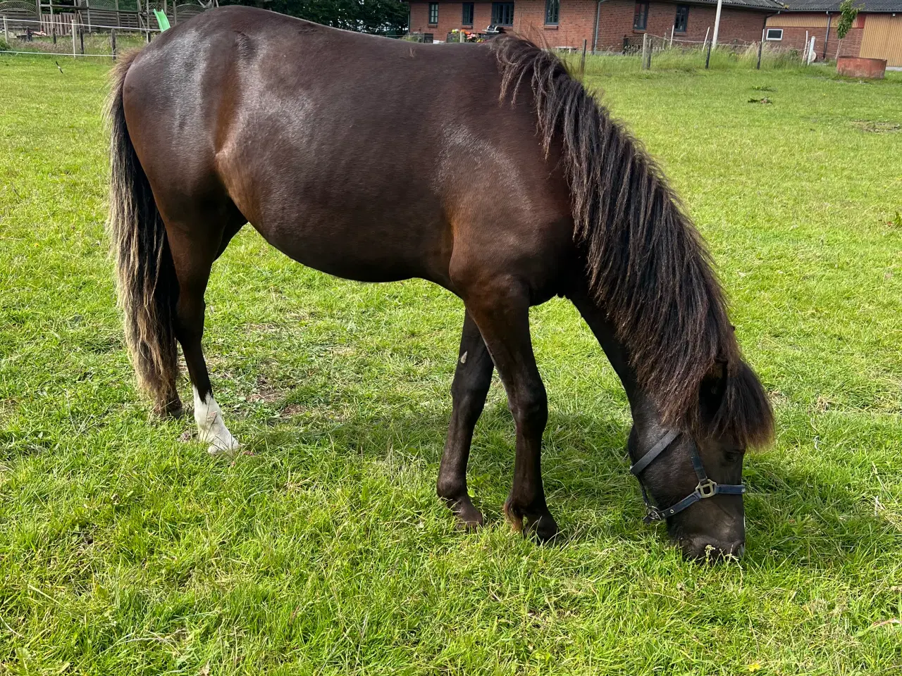 Billede 6 - Skøn vallak søge nyt hjem