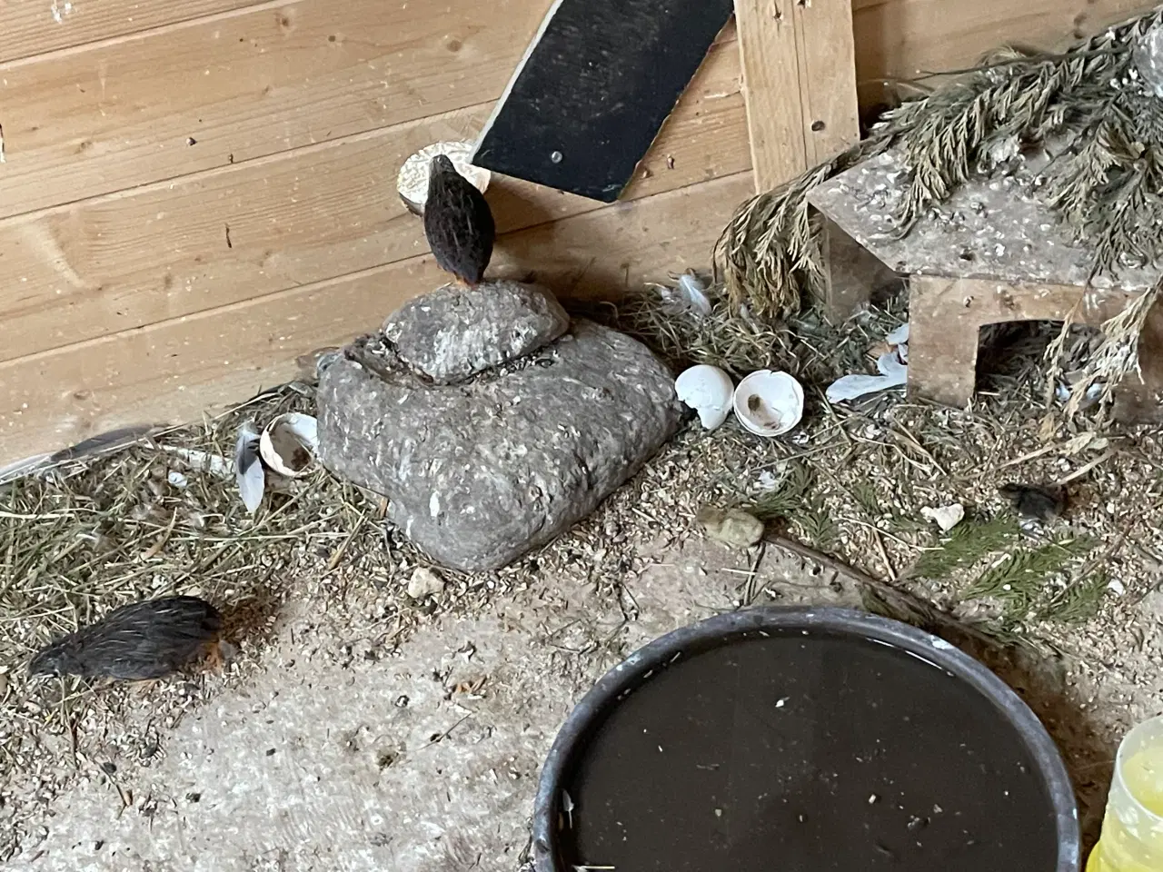 Billede 10 - Dværgvagtler naturfarvede sælges