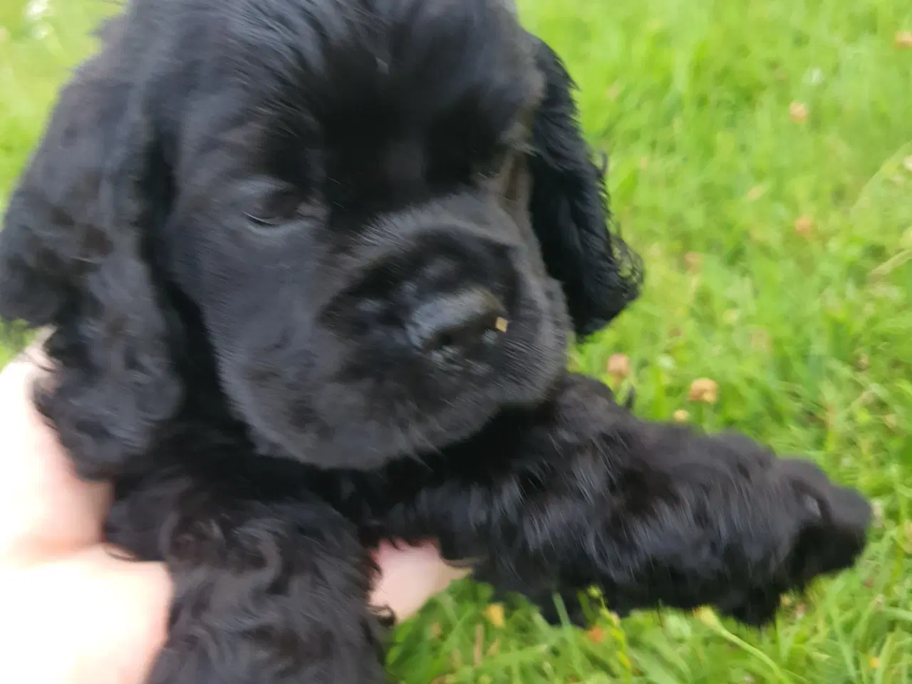 Billede 9 - Amerikansk cocker spaniel valper født 10 juni til 