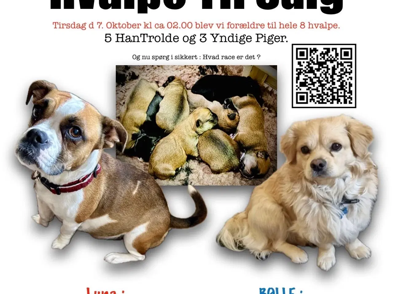 Billede 1 - Hundehvalpe ( Blandingshvalp )