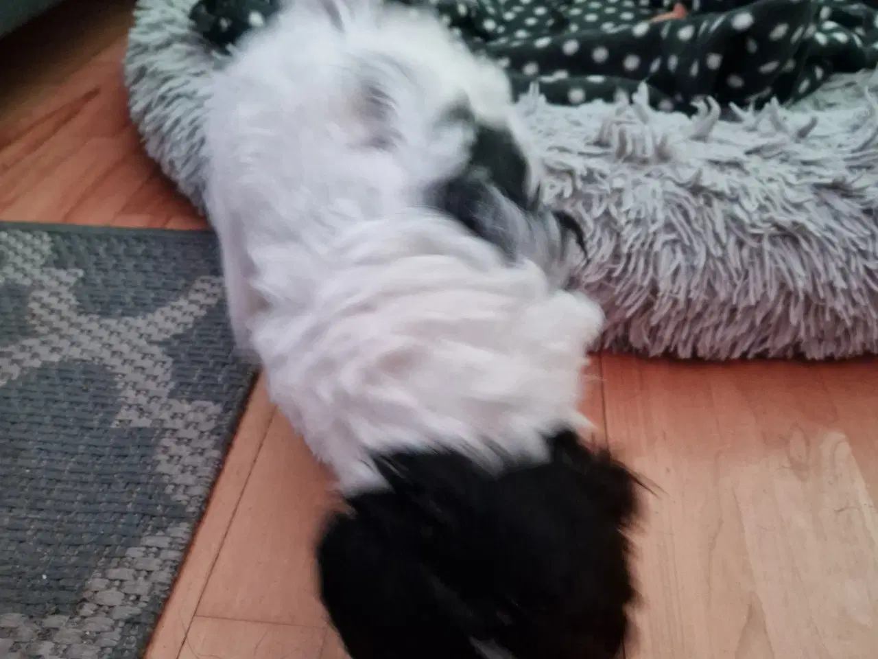 Billede 3 - Er solgt!