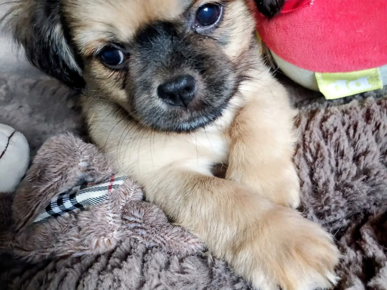 Billede 5 - Dejlige små race blandings hvalpe