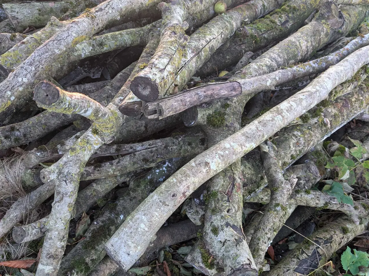 Billede 6 - Savet træ til brænde