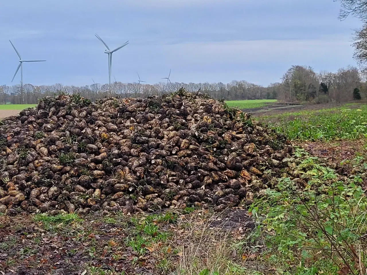 Billede 3 - Sukker roer - Bangor de gule 