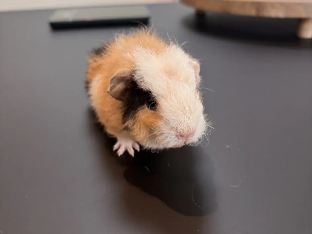 Billede 12 - Marsvin unger, 10 stk blandet