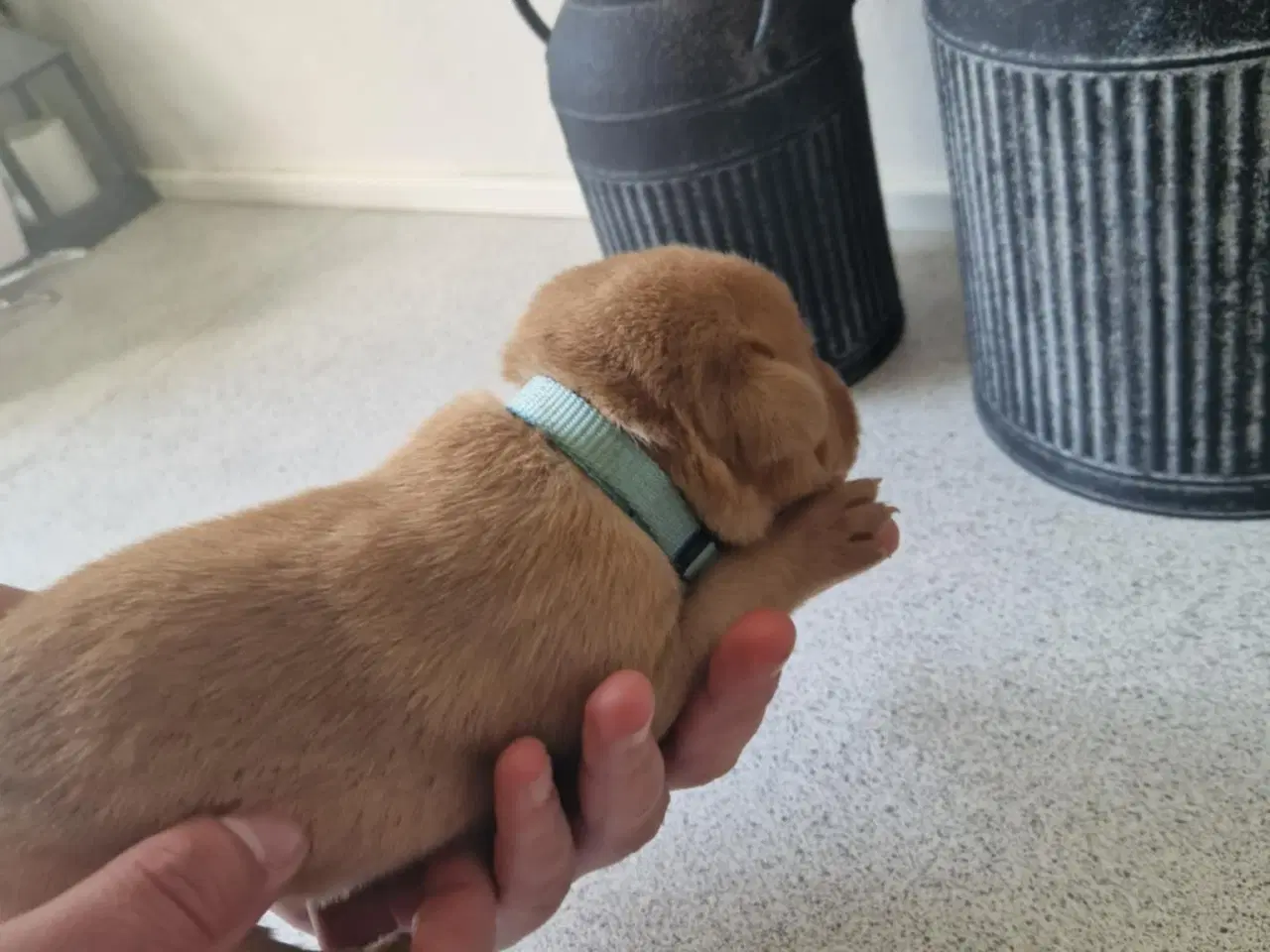 Billede 10 - Fox red labrador hvalpe