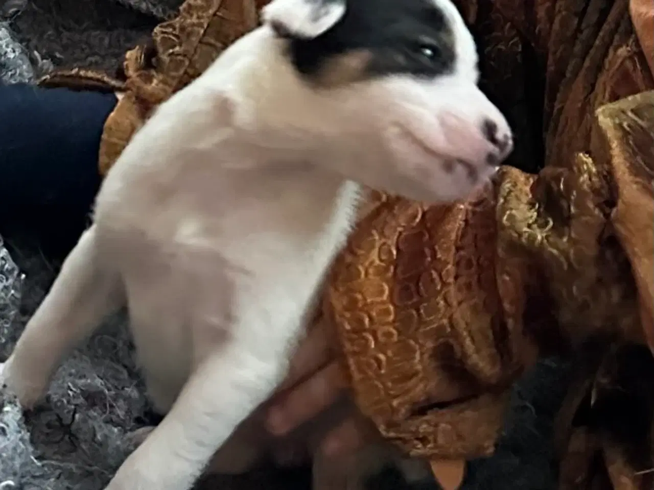 Billede 4 - Dansk/svensk-foxterrier blandingshvalpe