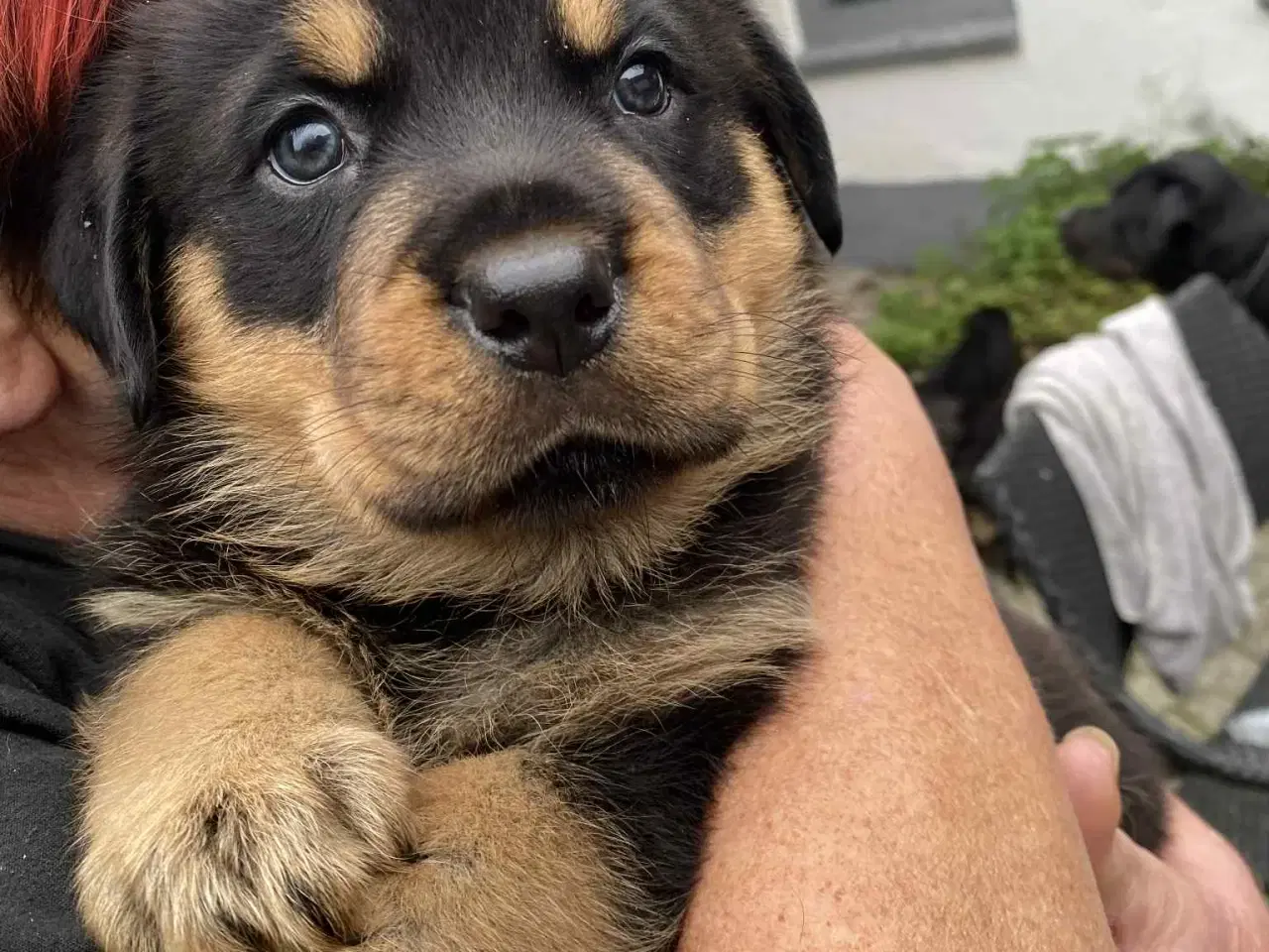 Billede 11 - Labweiler