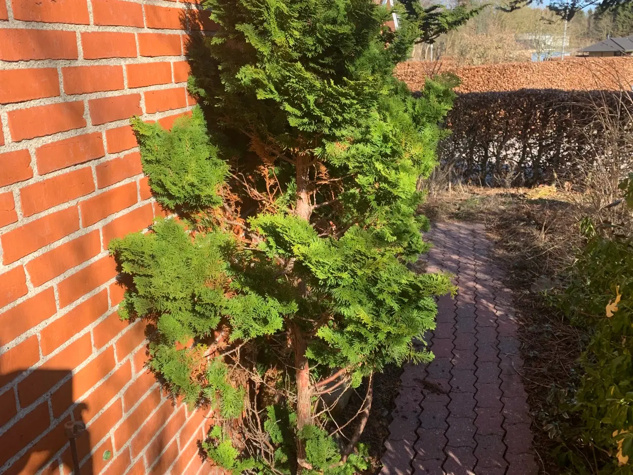 Billede 7 - Thuja busk og solbærbusk m m og mange marksten