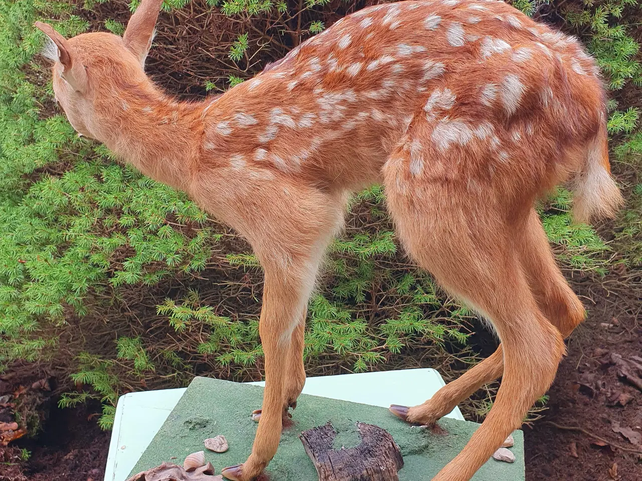 Billede 2 - Sika kalv udstoppet