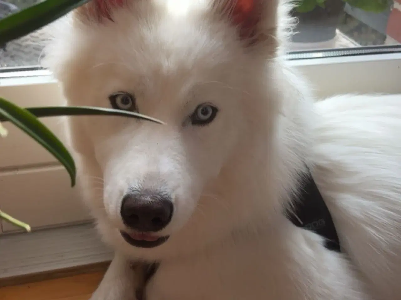 Billede 3 - Samojede/husky/malamut 